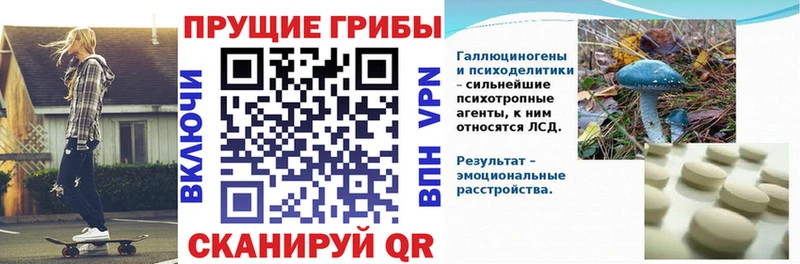 купить закладку  Волчанск  Псилоцибиновые грибы GOLDEN TEACHER 